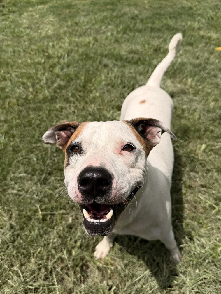 Billie, an adoptable dog