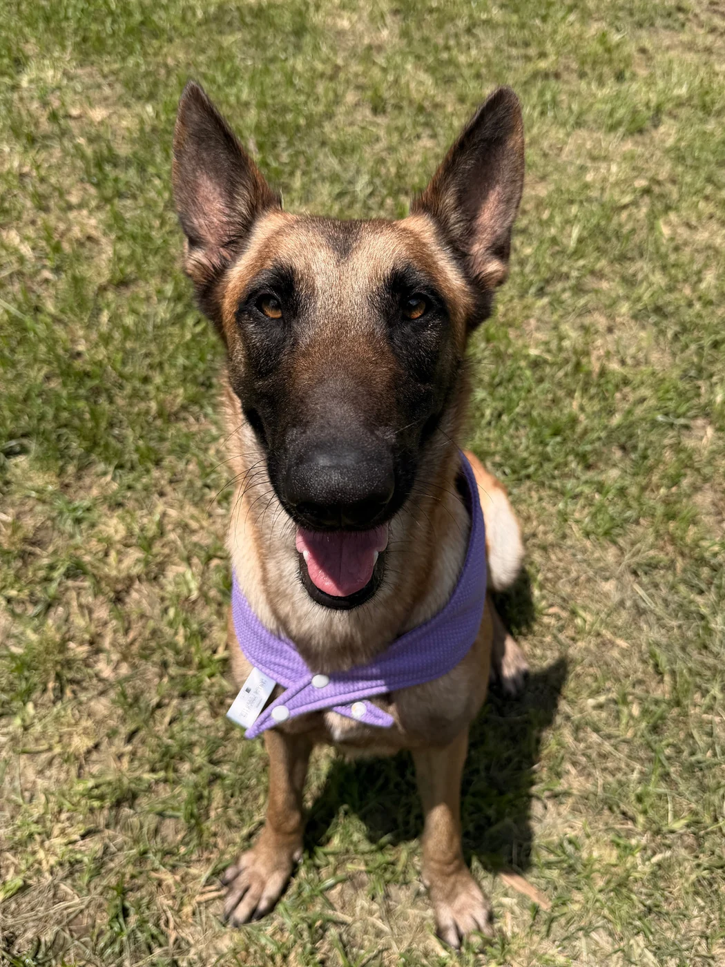 Roxy, an adoptable Belgian Malinois